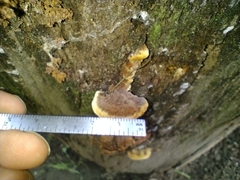 Fuscoporia
