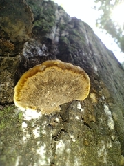 Fuscoporia