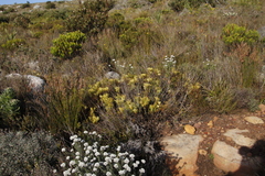 Leucadendron salignum