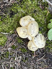 Hygrophorus