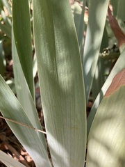 Iridaceae