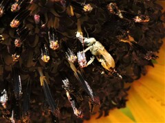 Halictus tripartitus