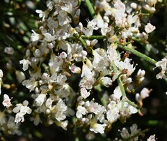 Eriogonum microtheca