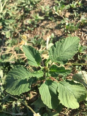 Amaranthus