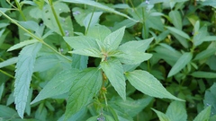 Acalypha rhomboidea