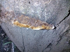 Fuscoporia