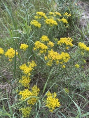 Chrysothamnus viscidiflorus