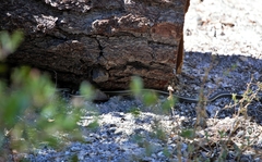 Masticophis lateralis lateralis