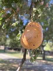 Andricus quercuscalifornicus