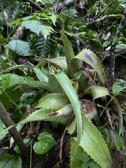 Aechmea bracteata