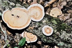 Mycorrhaphium adustum