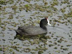 Fulica cristata