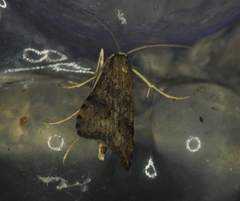Nomophila nearctica