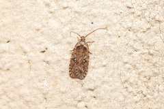 Agonopterix heracliana