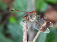 Sympetrum pedemontanum