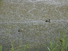 Fulica cristata