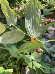 Streptopus amplexifolius