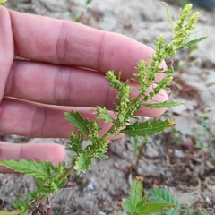 Dysphania ambrosioides