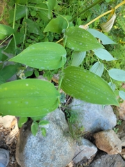 Streptopus amplexifolius