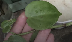 Peperomia serpens