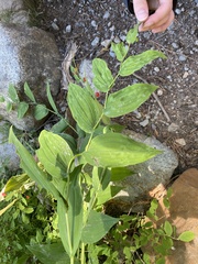 Streptopus amplexifolius