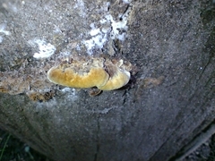 Fuscoporia