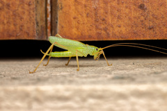 Meconema thalassinum