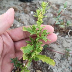 Dysphania ambrosioides