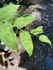 Streptopus amplexifolius