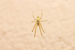 Metellina segmentata