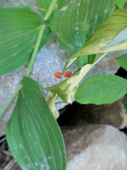 Streptopus amplexifolius