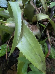 Aechmea bracteata