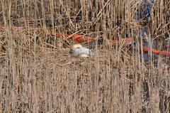 Cygnus olor
