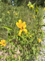 Bidens aristosa