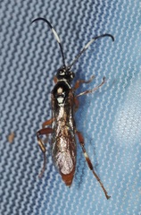 Cratichneumon