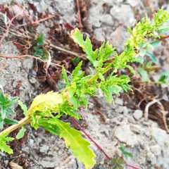 Dysphania ambrosioides