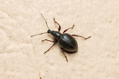 Otiorhynchus