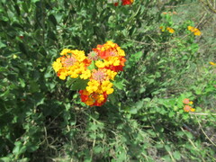 Lantana urticoides