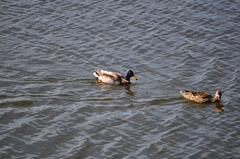Anas platyrhynchos