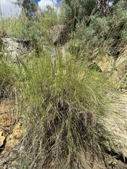 Muhlenbergia