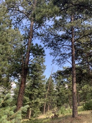 Pinus ponderosa