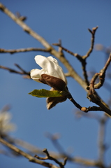 Magnolia kobus