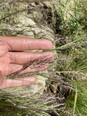 Muhlenbergia