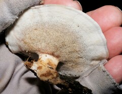 Mycorrhaphium adustum