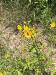 Bidens aristosa