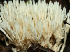 Sebacina schweinitzii