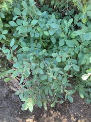 Ericaceae