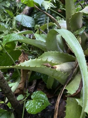 Aechmea bracteata
