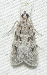 Scoparia basalis