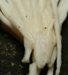 Sebacina schweinitzii